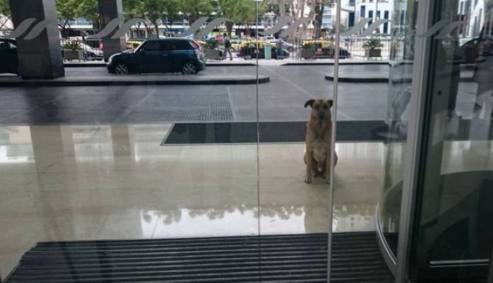 Questo randagio attende ogni giorno una donna fuori dall’hotel, scopri perchè