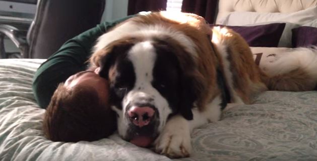 Sully, il San Bernardo che abbraccia il padrone – Video