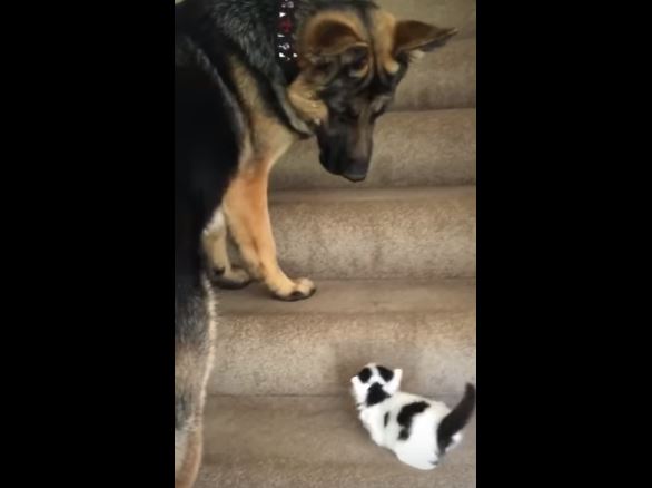 Il gattino non riesce a salire le scale, quello che fa il pastore tedesco è dolcissimo