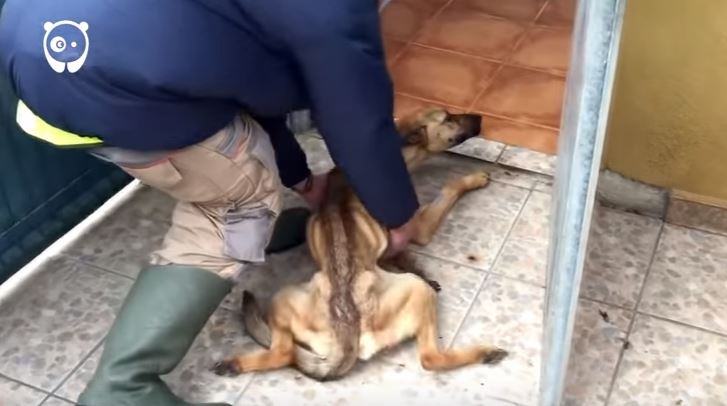 Cane si accascia davanti alla porta del veterinario: guardate che trasformazione