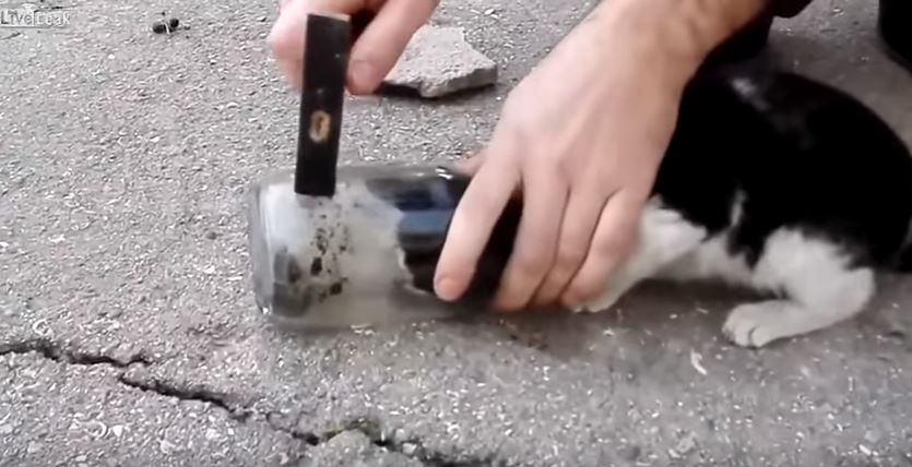 Gattino affamato resta intrappolato nel barattolo di vetro – Video