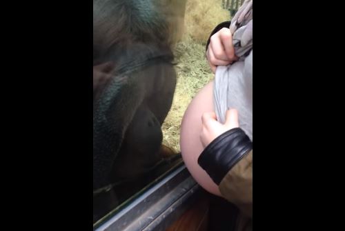 Stregato dal pancione della futura mamma, il video dell’orango è virale