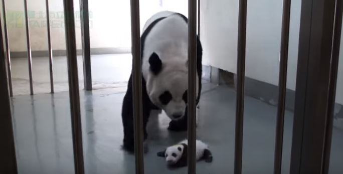 Le hanno sottratto il figlio dopo il parto, il loro incontro è commovente