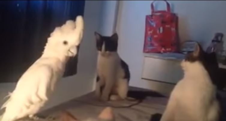 Il pappagallo parlante a colloquio con i suoi “amici” gatti – Video