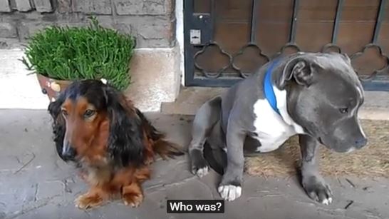 “Si può sapere chi è stato?”, la reazione dei due cani è esilarante