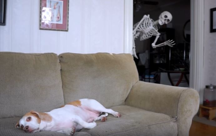 Halloween, lo scherzo al labrador Maymo è virale – Video