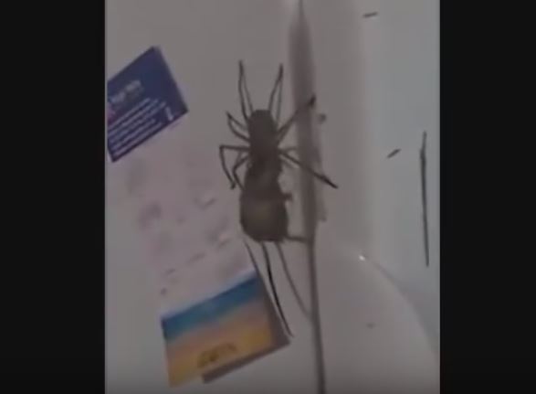 Il ragno gigante uccide il topo, ma prima di mangiarlo fa qualcosa di orribile
