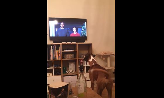 Lo spot natalizio che piace anche ai cani: guardate la reazione di questo boxer