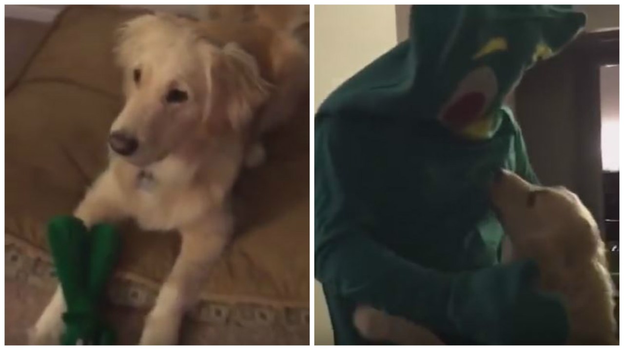 Si traveste da Gumby, il giocattolo preferito del suo Golden Retriever