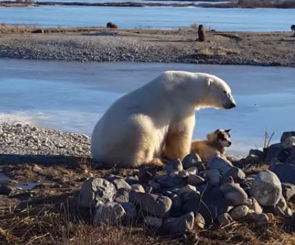 L’amicizia speciale tra un orso e un cane in un video colmo di dolcezza
