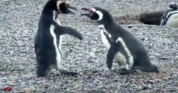 Pinguino geloso becca la ‘moglie’ con un altro: è rissa