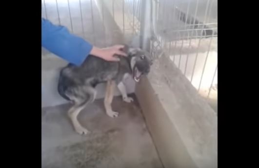 Cagnolina maltrattata riceve la sua prima carezza, la sua reazione spezza il cuore