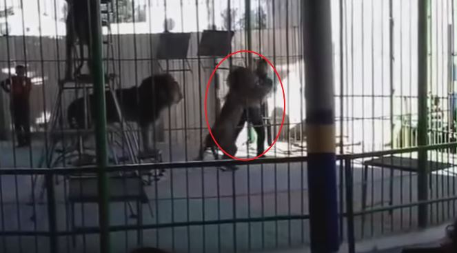Tragedia in Egitto, leone sbrana domatore sotto gli occhi dei bambini