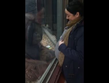 Orango bacia il pancione di una donna incinta – Video