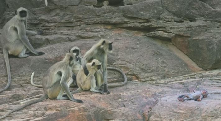 Una finta scimmia nel branco, la reazione delle altre è commovente