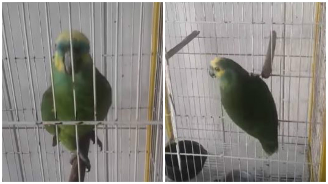 Quasi meglio di Rihanna, pappagallo canta “Monster”