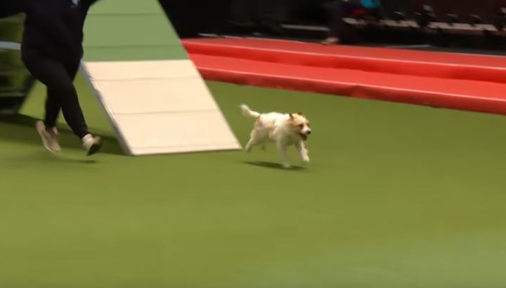 La folle performance del Jack Russell Olly conquista tutti – Video
