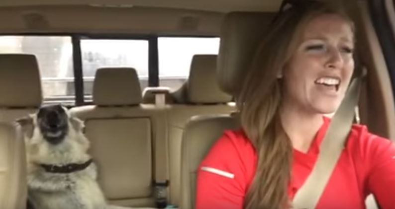 Il cane dorme in auto ma appena parte la sua canzone preferita…