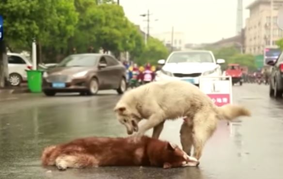 Cane travolto e ucciso da un’auto, la reazione dell’amico è commovente