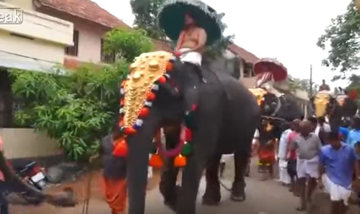 Agghindato a festa per una parata, la vendetta dell’elefante è epica