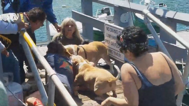 Cerca di salvare il suo cane, ma viene sbranato da due pitbull – Il video choc