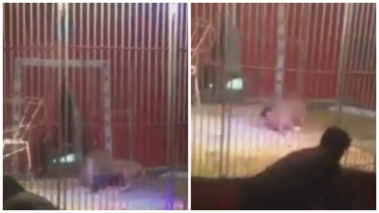 Leone azzanna alla gola il domatore davanti al pubblico