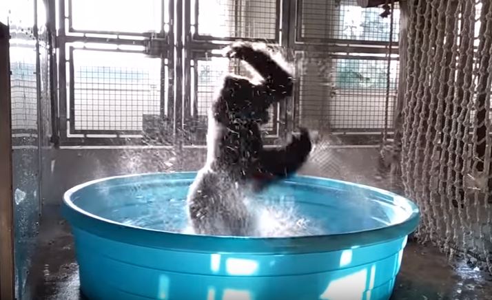 Zola, il gorilla che balla la breakdance in acqua – Video