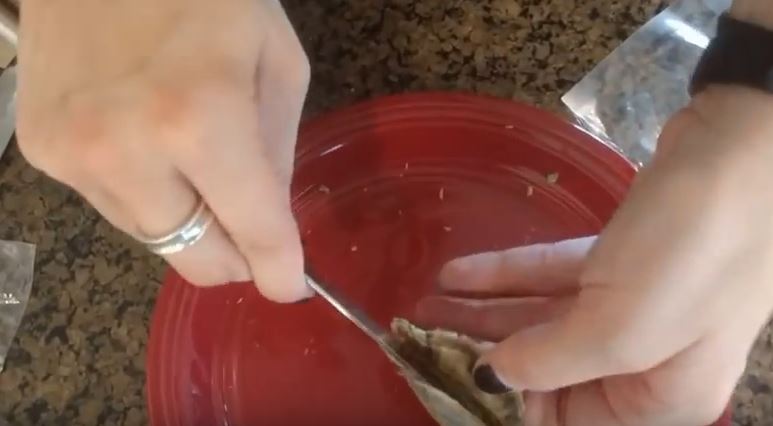 Ostrica con sorpresa: dentro la conchiglia si nasconde qualcosa