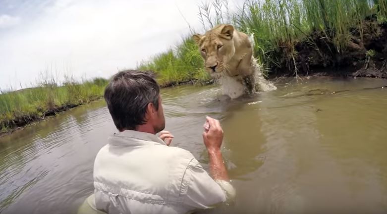 Lo zoologo fa il bagno con la leonessa, il video è da brividi