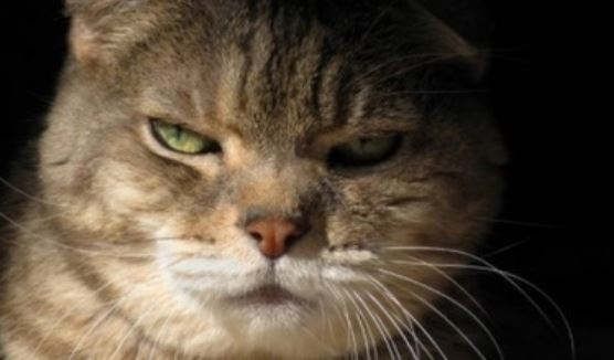 Anziana trovata in una pozza di sangue, indagato un gatto