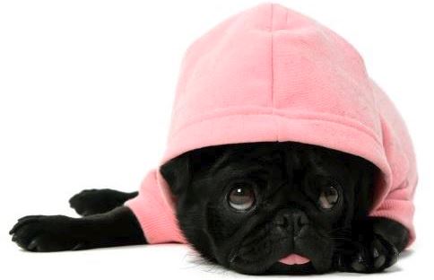 Il vestito del cane costa troppo: aggredisce la madre e devasta la casa