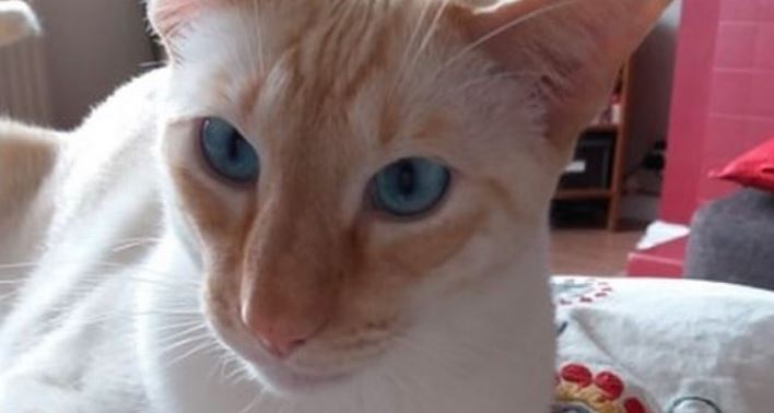 Il gatto domestico le graffia la mano, 65enne rischia di morire