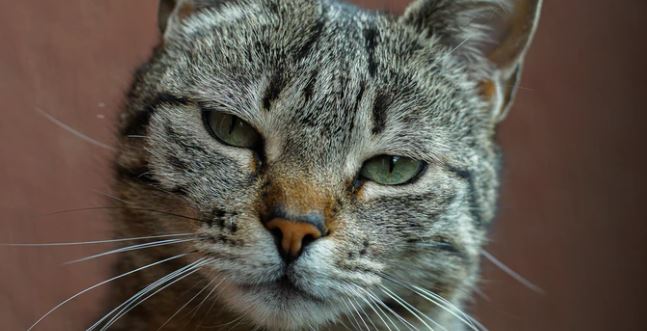 Gatto muore dopo aver morso la padrona, era affetto da un virus tipico dei pipistrelli