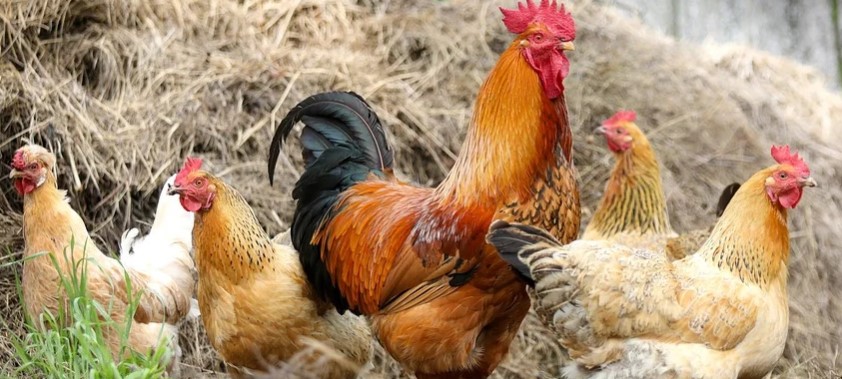 Depravato fa sesso con i polli mentre la moglie lo filma: pena ridotta in Appello