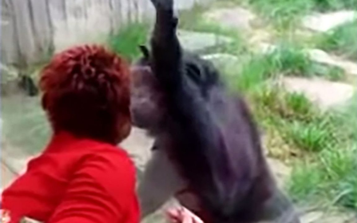Bandita dallo zoo donna sorpresa a scambiarsi baci con uno scimpanzé