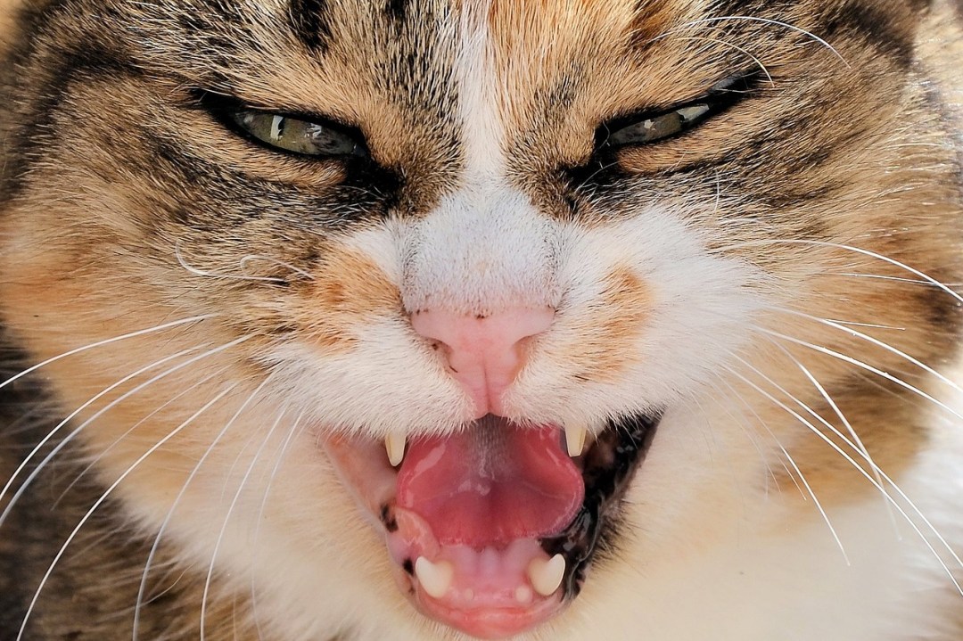 I gatti odiano lo smart working: “Livelli di stress pericolosi per la vita”