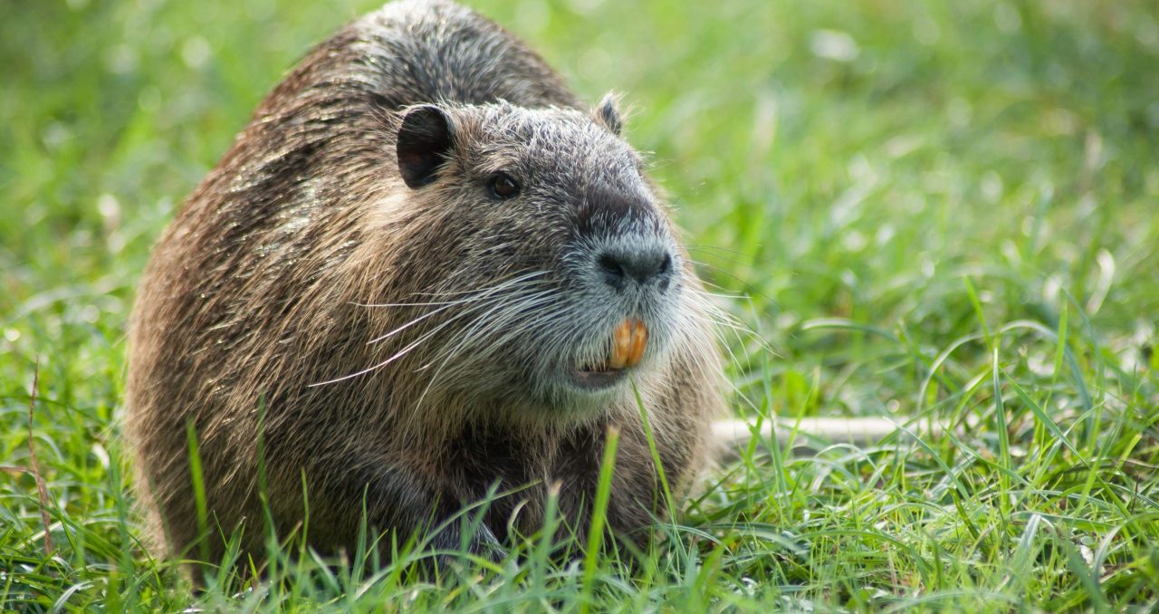 Farciva panini e preparava piatti con carne di nutria: denunciato barista