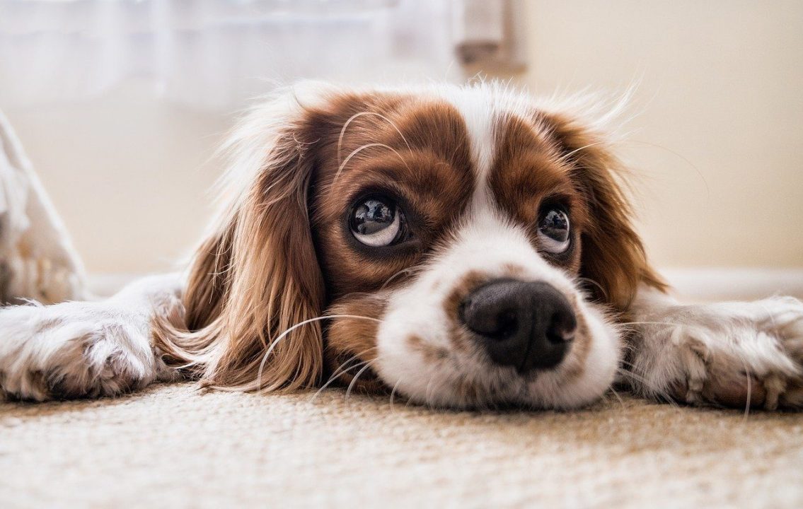 Due giorni di ferie per piangere la morte dell’animale domestico