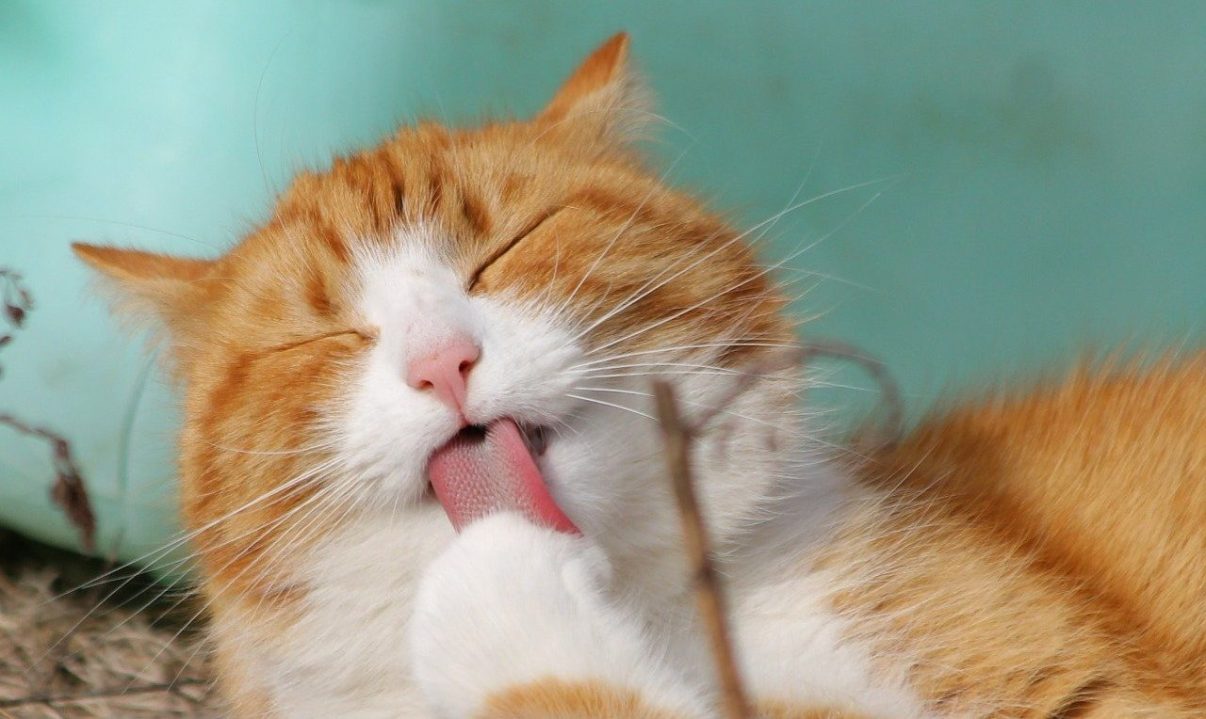 Covid, primo contagio accertato da gatto a uomo: com’è avvenuta la trasmissione