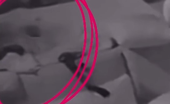 Allarme topi nella casa del “Grande Fratello Vip”? Il video choc