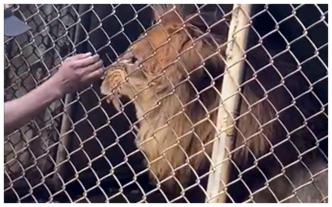 Orrore allo zoo! Guardiano infastidisce il leone e lui lo azzanna e gli strappa un dito