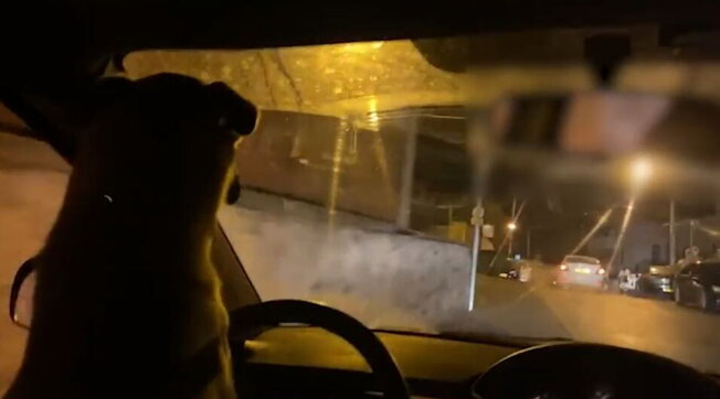 Fa guidare l’auto al cane e mette il video sui social