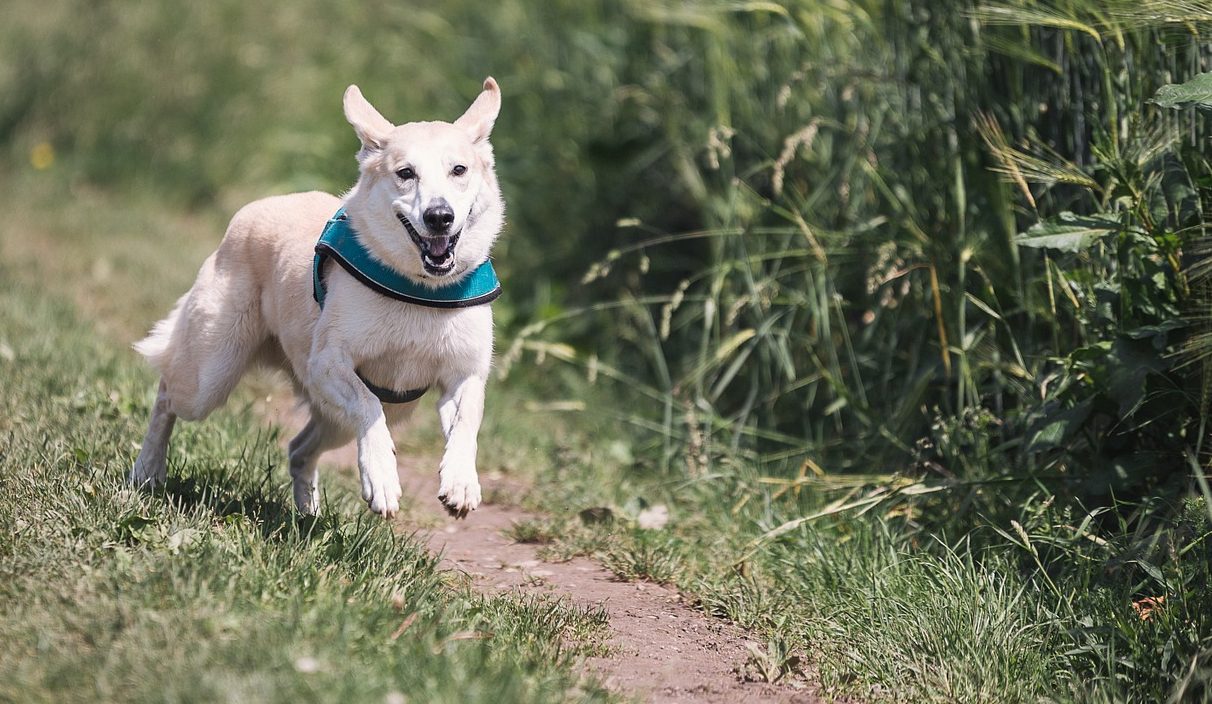Cacciatore uccide il suo cane per una zampa rotta: denunciato