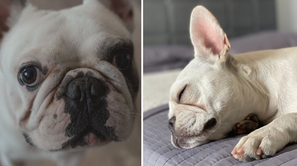 Bulldog francese si ammala, vendono le borse firmate per pagare 37mila dollari di veterinario