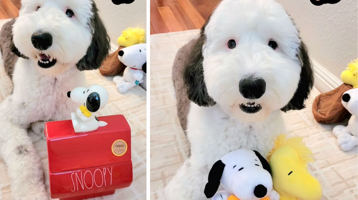 Snoopy esiste davvero: si chiama Bayley e vive negli Stati Uniti
