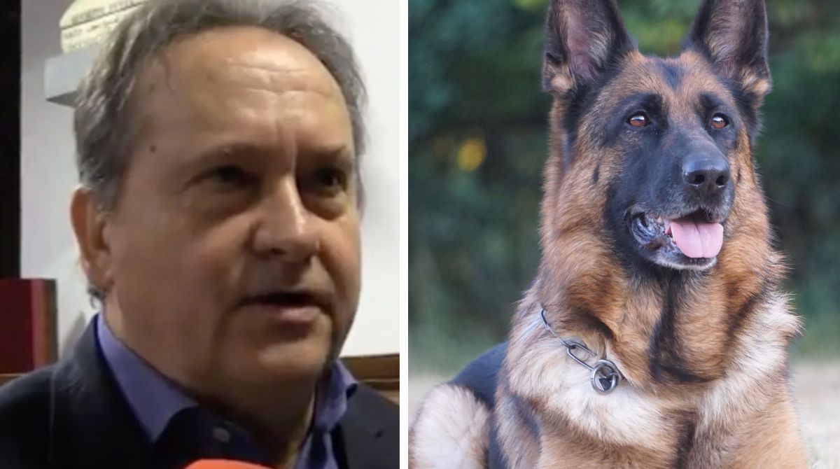 I cani di Gina Lollobrigida vanno in adozione, il figlio: “Non posso badare ai 5 pastori tedeschi”