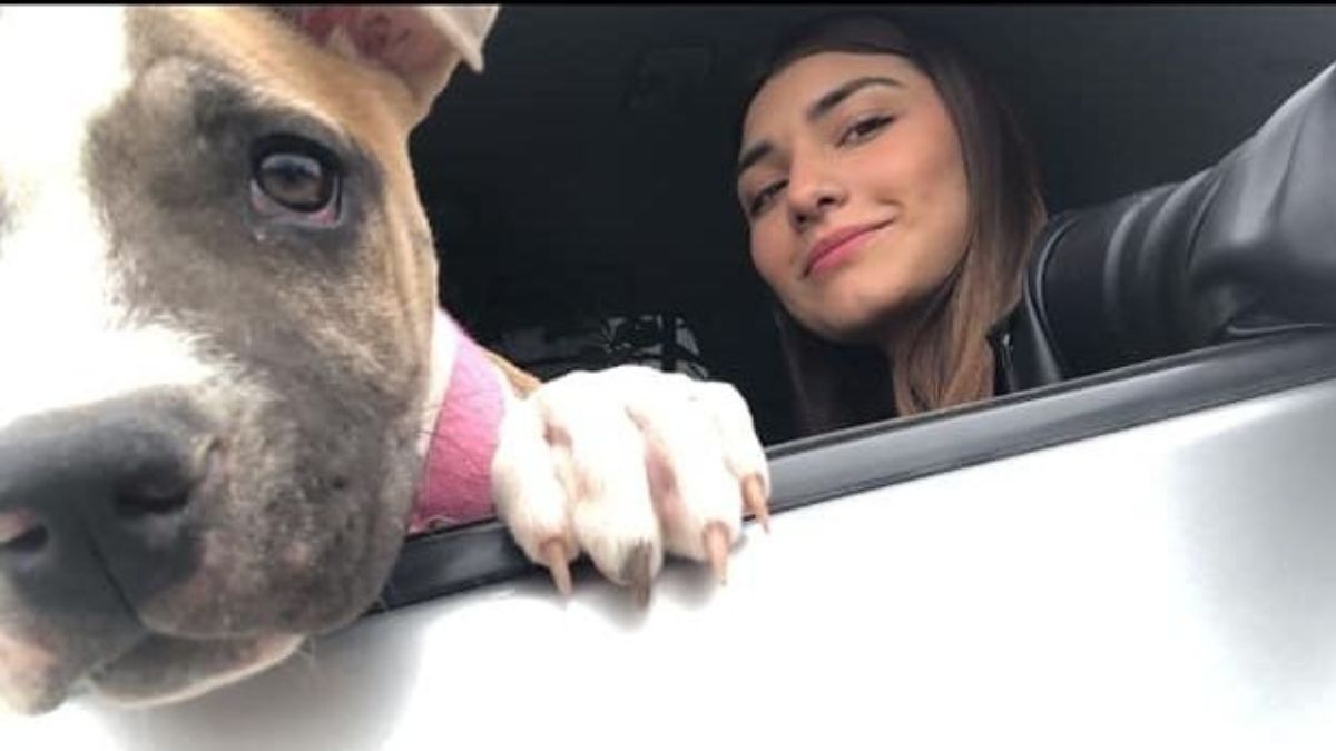 Cagnolina muore di crepacuore due giorni dopo la scomparsa della sua giovane padrona