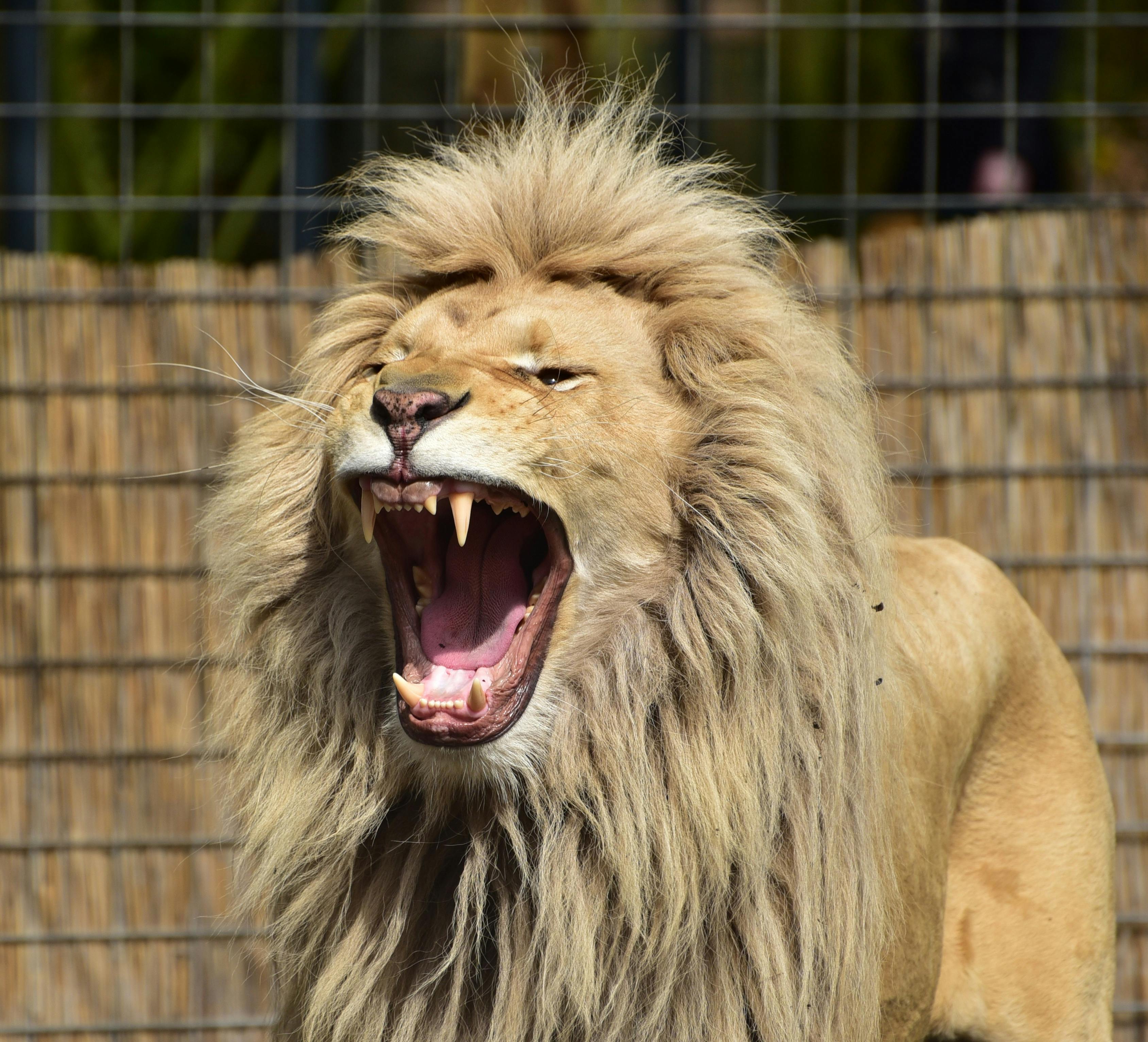 Scavalca il recinto per farsi un selfie con il leone e muore sbranato